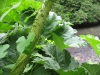 img_3735 img_3735
